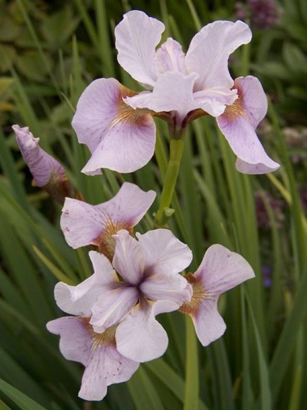 Iris sibirica Roanneke's Choice