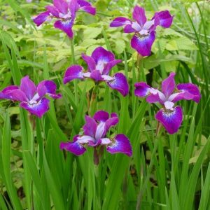 Iris sibirica Roaring jelly