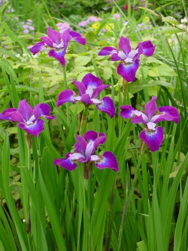 Iris sibirica Roaring jelly