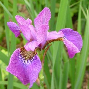 Iris sibirica Rose Quest