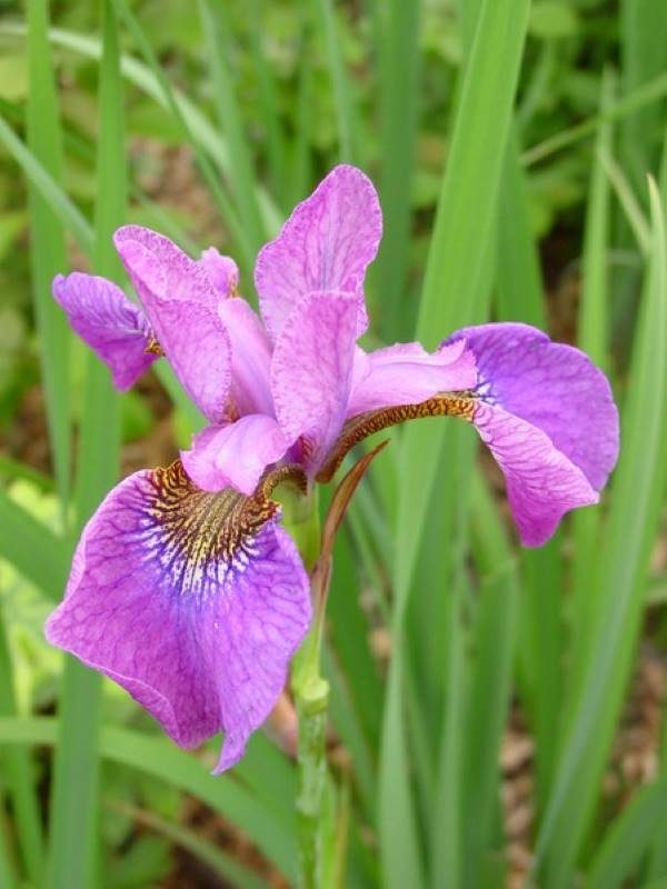 Iris sibirica Rose Quest