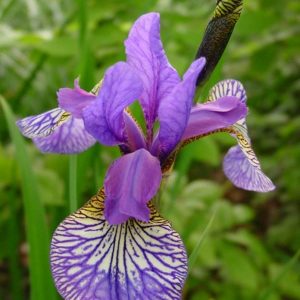 Iris sibirica Shaker's Prayer