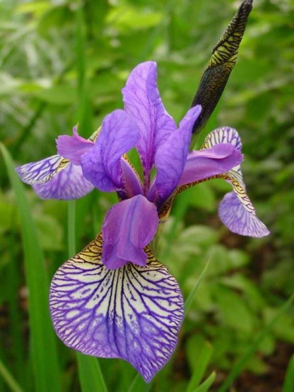 Iris sibirica Shaker's Prayer