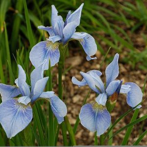 Iris sibirica Soft Blue
