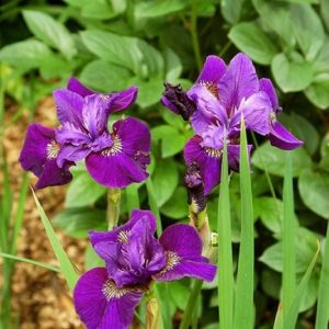 Iris sibirica Wine Wings
