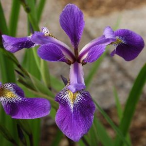 Iris versicolor Dark Aura