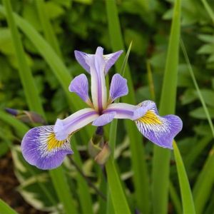 Iris versicolor Gerald Darby