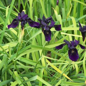Iris chrysographus Black Form
