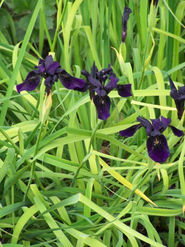 Iris chrysographus Black Form