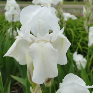 Iris Germanica Mrs. Horace Darwin