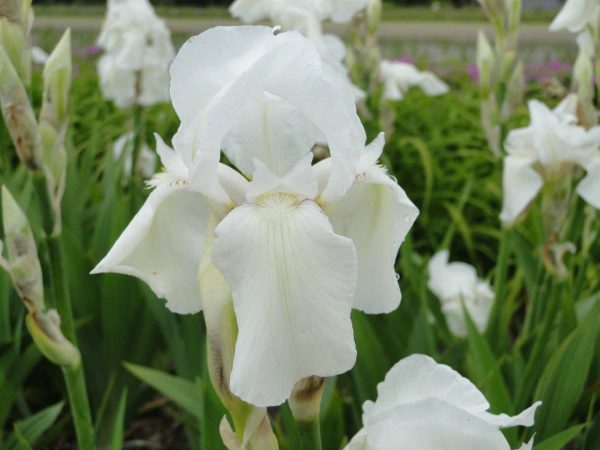 Iris Germanica Mrs. Horace Darwin