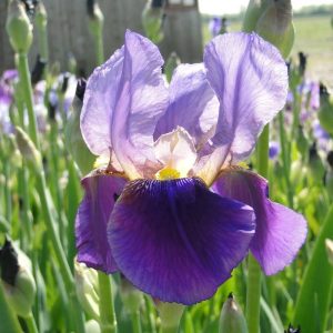 Iris Germanica Alcazar