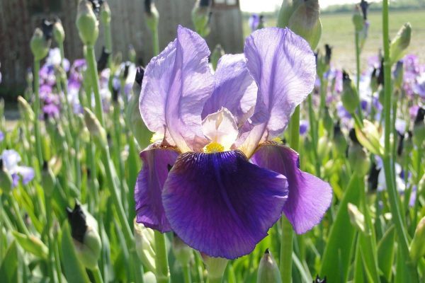 Iris Germanica Alcazar