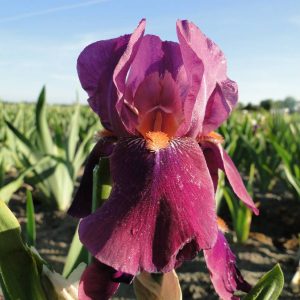 Iris Germanica Amsterdam