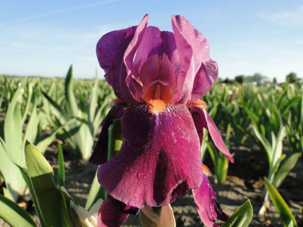 Iris Germanica Amsterdam