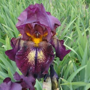 Iris Germanica Attention Please