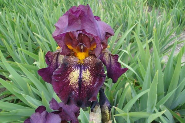 Iris Germanica Attention Please