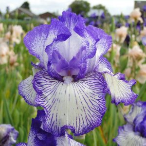 Iris Germanica Autumn Circus