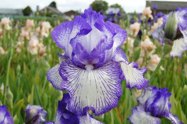 Iris Germanica Autumn Circus