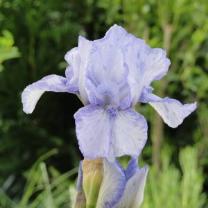 Iris Germanica Az Ap