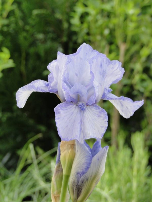 Iris Germanica Az Ap
