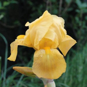 Iris Germanica Berkeley Gold