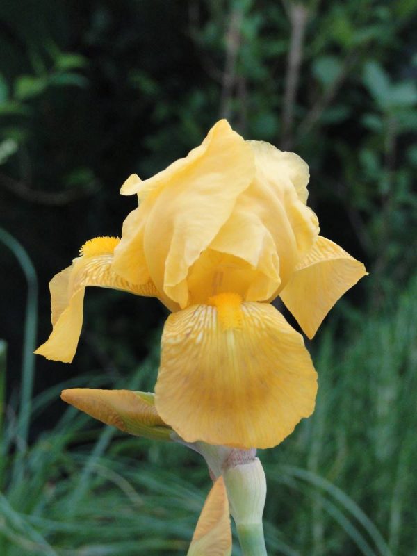 Iris Germanica Berkeley Gold