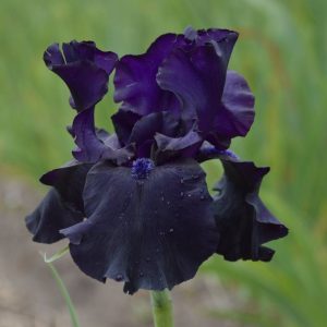 Iris Germanica Black Dragon