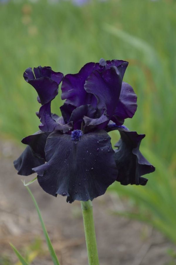 Iris Germanica Black Dragon