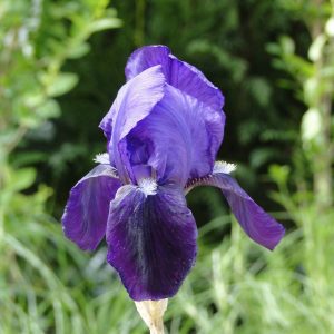 Iris Germanica Black Knight