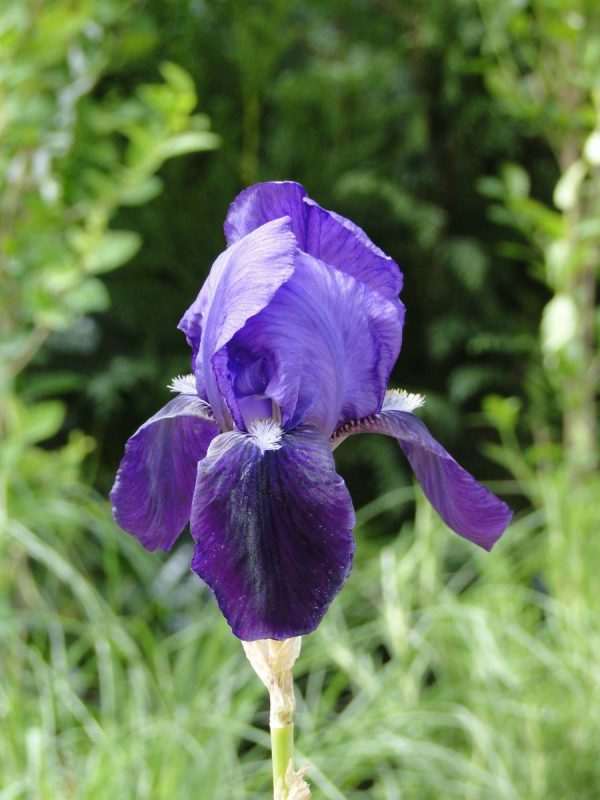 Iris Germanica Black Knight