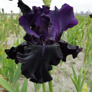 Iris Germanica Black Mercury