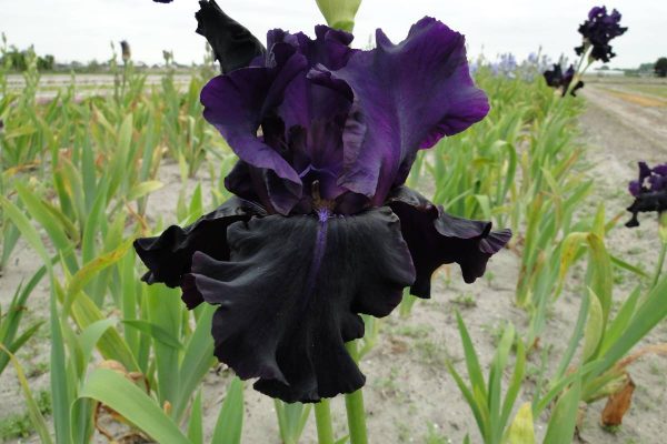 Iris Germanica Black Mercury
