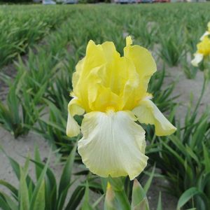 Iris Germanica Blesed Again