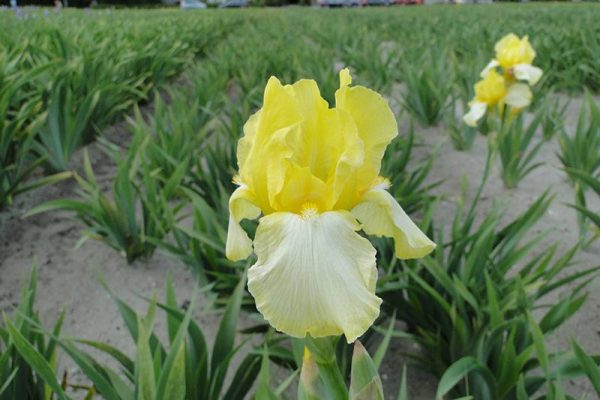 Iris Germanica Blesed Again
