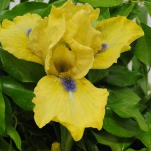 Iris Germanica Blue Eyed Blond