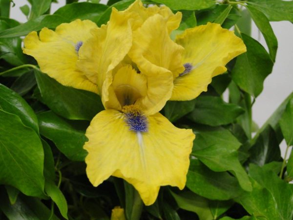 Iris Germanica Blue Eyed Blond