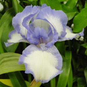Iris Germanica Blue Icing