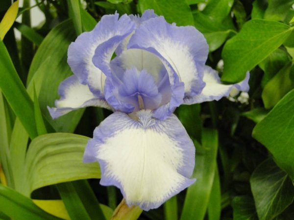Iris Germanica Blue Icing