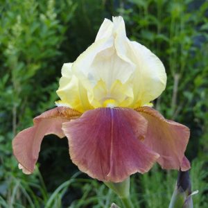 Iris Germanica Broadway Star