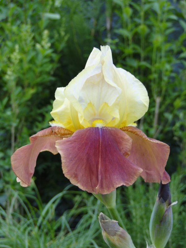 Iris Germanica Broadway Star