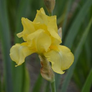 Iris Germanica Burning Bright