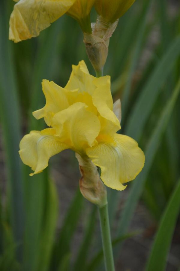 Iris Germanica Burning Bright