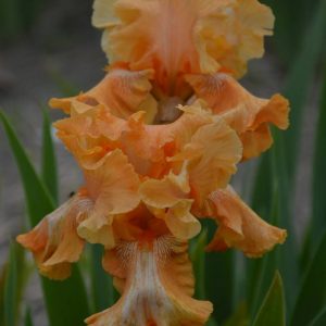 Iris Germanica Cajun Rhythm
