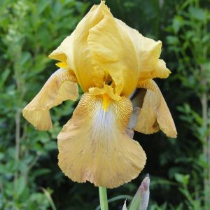 Iris Germanica Casque D 'Or