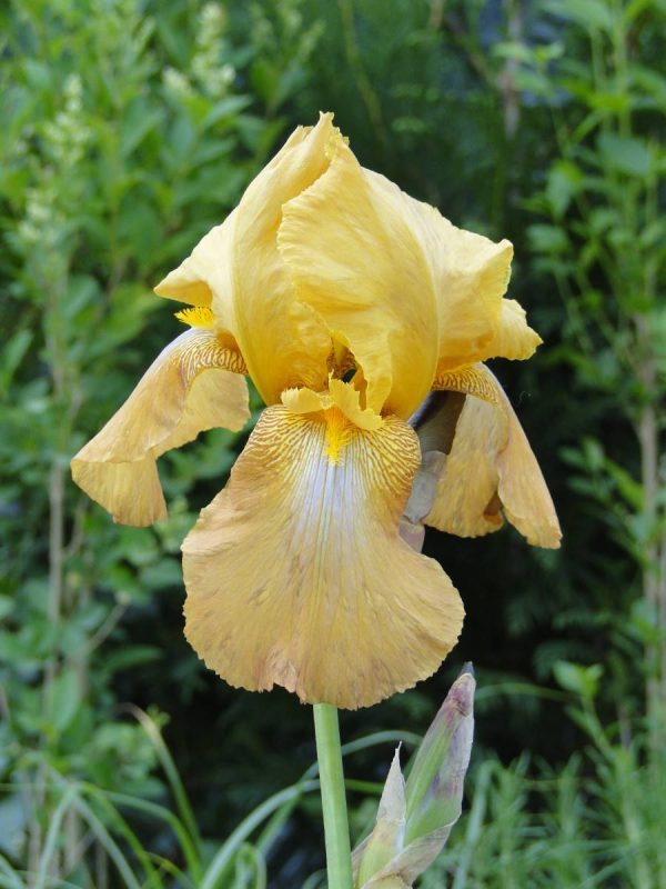 Iris Germanica Casque D 'Or