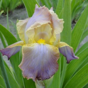 Iris Germanica Chantily