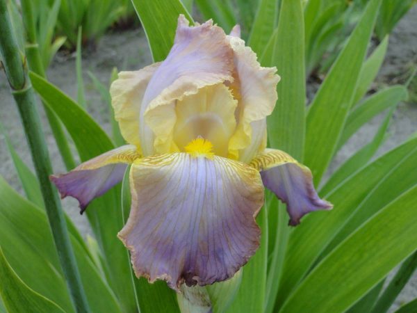 Iris Germanica Chantily
