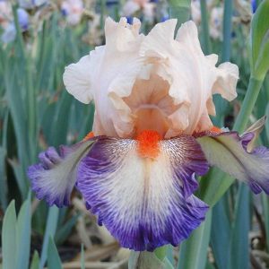 Iris Germanica Chevalier De Malte