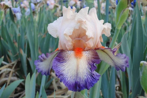 Iris Germanica Chevalier De Malte